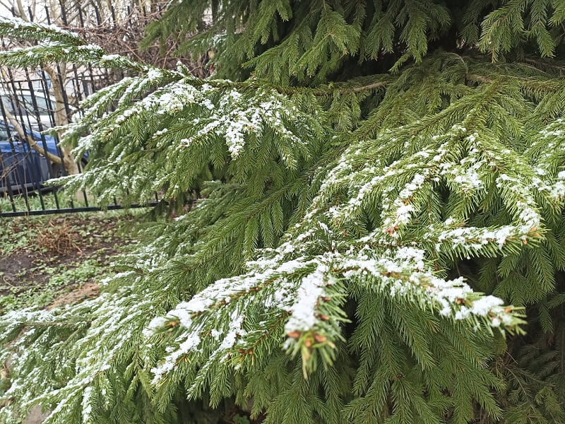 В Смоленской области снова пойдет мокрый снег