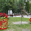В Смоленске засыхает дерево, которое посадил Борис Гребенщиков 