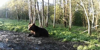 В Смоленской области медведь попался в фотоловушку 