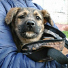 В Смоленске щенок больше месяца не может выбраться из-под коммунальной плиты