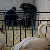 В один из центральных садов Смоленска вернулись лебеди