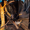 "Мандарины для тамаринов". Кто такая Чипса и почему стоит посетить новый смоленский эколого-биологический центр