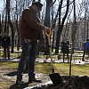 В Смоленске засыхает дерево, которое посадил Борис Гребенщиков 