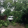 Фото: В Смоленске упавшее дерево раздавило «Газель»