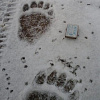 В Смоленском Поозерье из-за погоды медведи не впадают в спячку