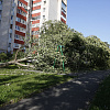 В Смоленске дерево упало на детскую площадку 