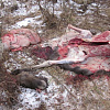 В Смоленской области браконьеры попали в ДТП и перевернулись, уходя от погони 