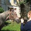 В центре Смоленска потеряли коня