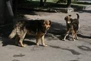 Агрессивным собакам в Смоленске объявлен бой