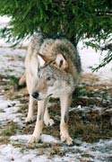 Около смоленской школы №9 поймали волка, гуляющего в ошейнике.