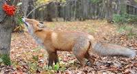 В Смоленск зачастили лисы