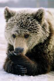 Про подмоченных медведей и «ощетинившуюся» камбалу