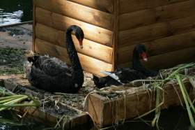 В Лопатинском саду Смоленска появились черные лебеди