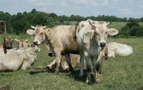 Смоленских коров – под сокращение