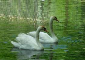 Смоляне дали имена лебедям, живущим в Лопатинском саду