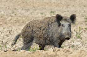 В Смоленской области под угрозой заражения АЧС находится 120 тысяч свиней