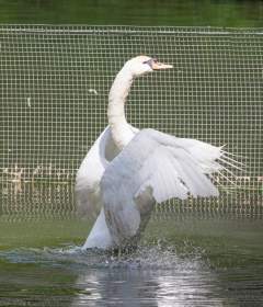 Директор Лопатинского сада прокомментировал исчезновение белого лебедя