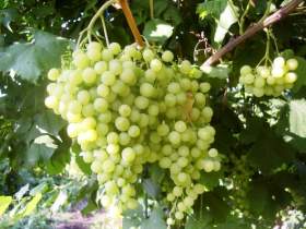27 сентября в Смоленске пройдет Х юбилейный конкурс виноградарей