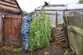 В Смоленской области у пенсионерки изъяли 600 килограммов конопли