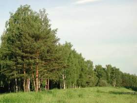 Лесной фонд Смоленской области ждет межевание