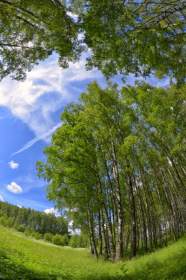 Смоленская область вошла в число лучших по качеству госуправления лесами