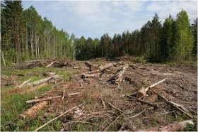 В Духовщинском районе незаконно вырубили около 30 деревьев