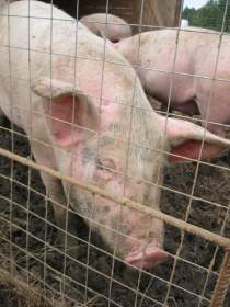 ООО «Агросоюз»: свинина для гурманов