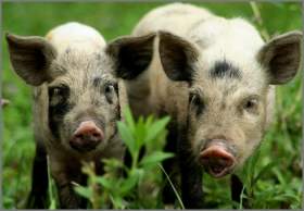 Беларусь запретила ввоз свинины из Смоленской области из-за АЧС