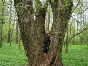 В Сычевском районе появилось дерево-памятник