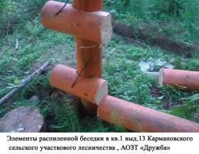 В Смоленской области активизировались «лесные» вандалы