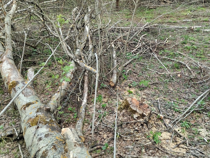 В Смоленской области незаконно вырубили деревья на 200 тысяч рублей