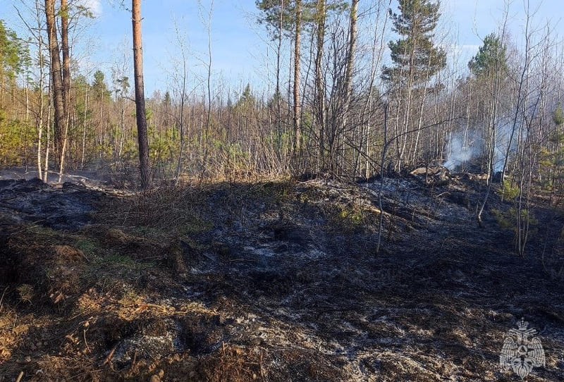 Оба лесных пожара в Смоленской области ликвидированы