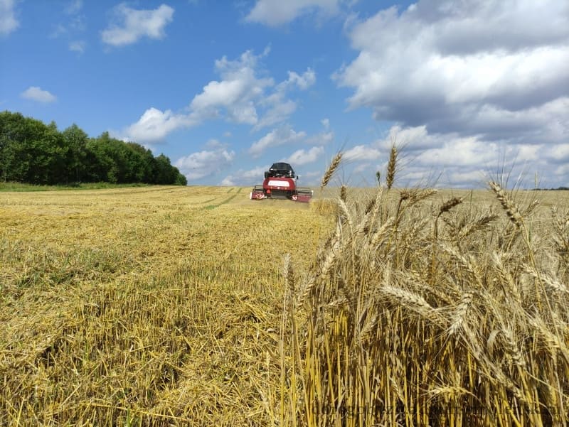 В 2023 году Смоленская область стала рекордсменом по сбору урожая зерна