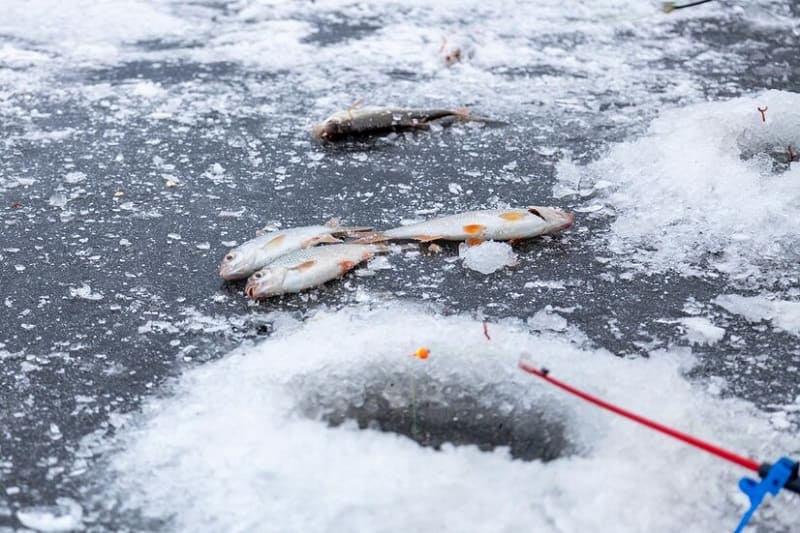 Что нужно знать смоленским рыбакам, чтобы нечаянно не стать браконьерами