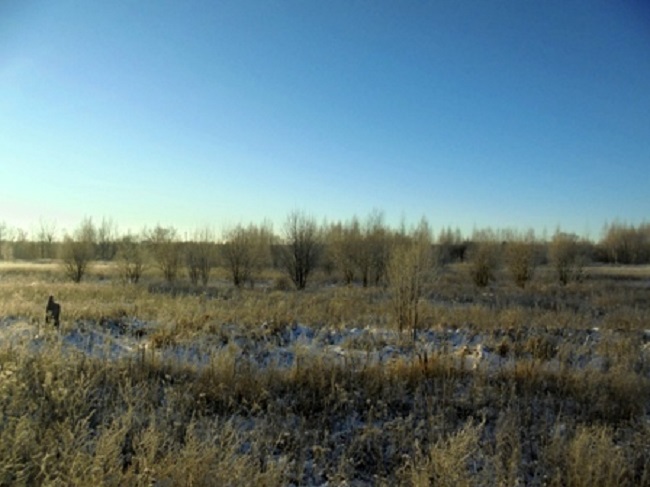 В Смоленской области выявили более 440 га зарастающих земель сельхозназначения