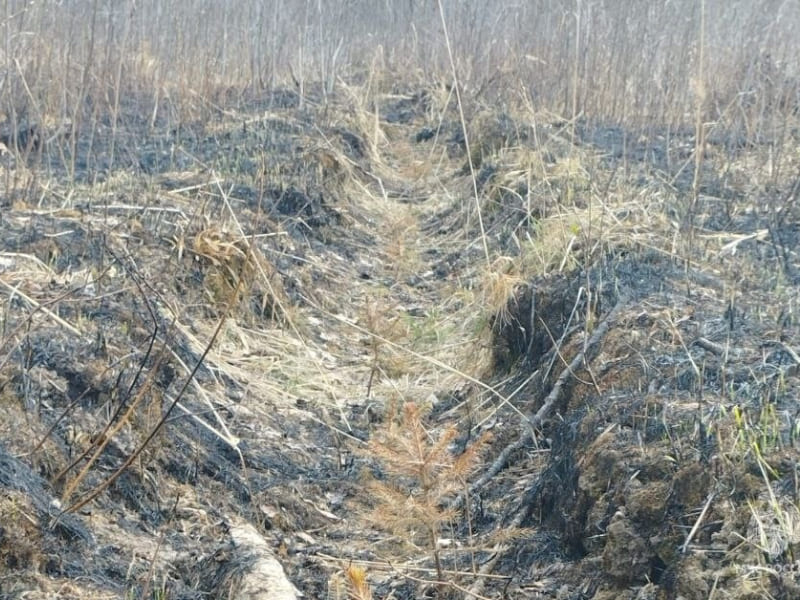 В Смоленской области зарегистрировали очередной лесной пожар