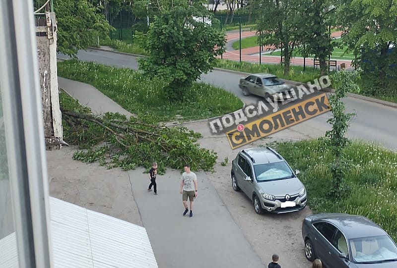 В Смоленске дерево упало на тротуар возле дома