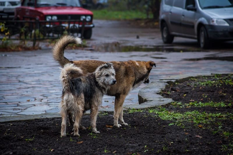 Смолянин отсудил компенсацию за укус бездомной собаки