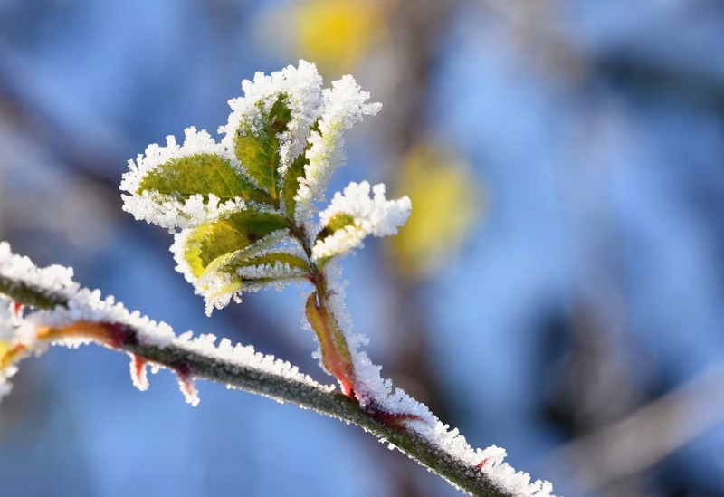 Синоптики рассказали, когда жителям Смоленской области ждать снега