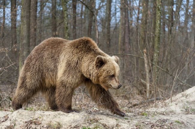 В заказнике Смоленской области браконьеры застрелили медведицу