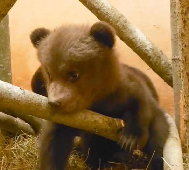 Медвежья тройня из Смоленской области пытается покорить деревянную конструкцию 