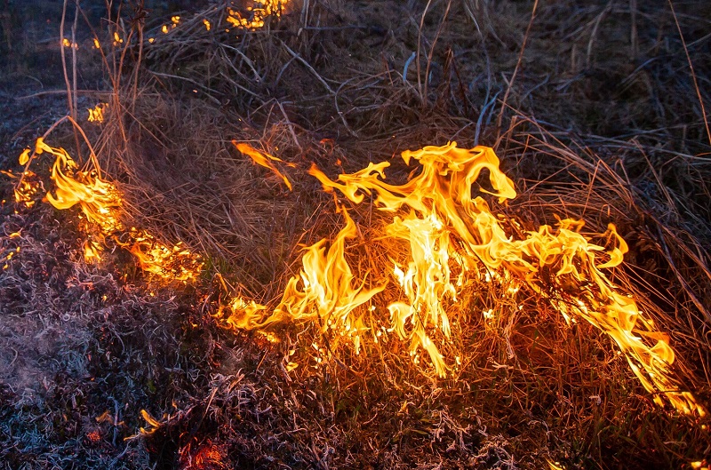 В Смоленской области зафиксировали еще один лесной пожар