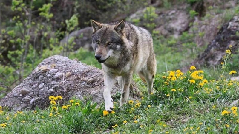 Смолян предупреждают о выходах волков в населенные пункты 
