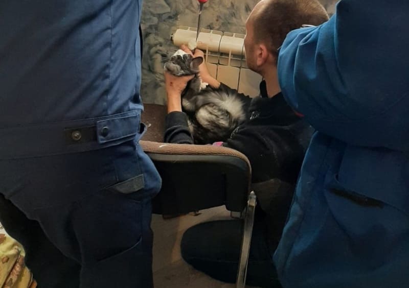  Смоленские спасатели вызволили кошку, застрявшую в батарее