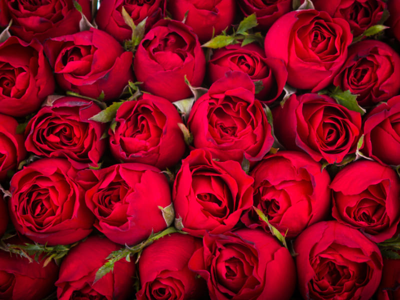 В Смоленскую область не пустили 300 эквадорских роз с опасным вредителем