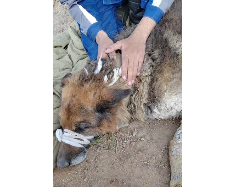 Появились подробности спасения пса из застывшего бетона в Смоленском районе