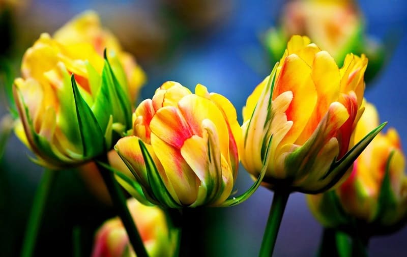 В Смоленске обозначили места для торговли цветами к 8 марта