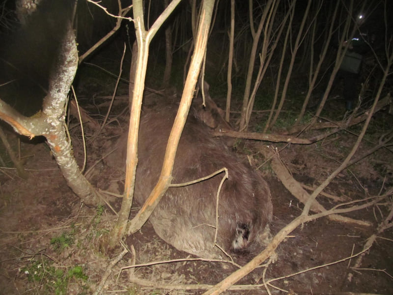 В Смоленской области браконьер поймал в капкан лосиху с ее детенышем