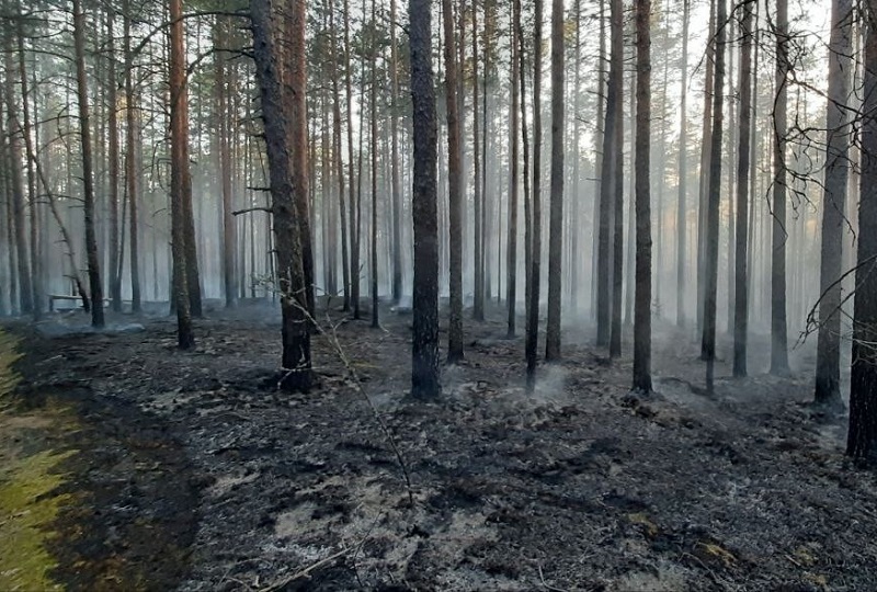 В Смоленской области ликвидировали очередной лесной пожар