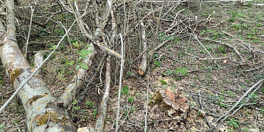 В Смоленской области незаконно вырубили деревья на 200 тысяч рублей